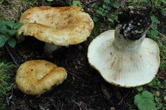 Lactarius alnicola