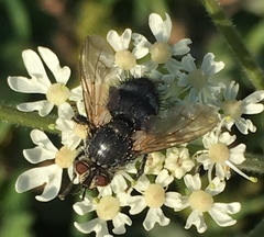 Eurithia anthophila