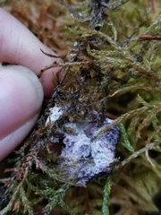 Nectriopsis violacea