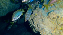 Parapristipoma octolineatum