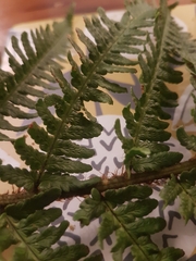Dryopteris affinis cambrensis