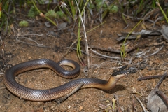 Suta nigriceps