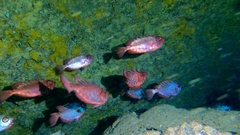 Heteropriacanthus fulgens