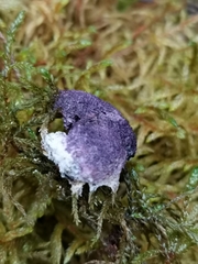 Nectriopsis violacea