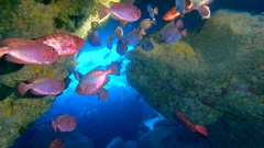 Heteropriacanthus fulgens