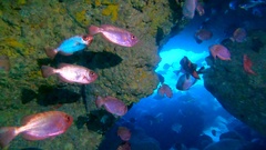 Heteropriacanthus fulgens