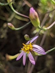 Galatella angustissima