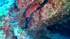 Heteropriacanthus fulgens
