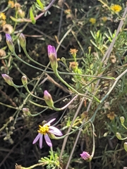 Galatella angustissima