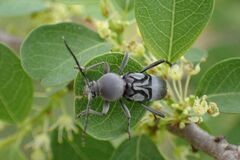 Plagionotulus westringii