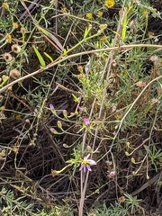 Galatella angustissima