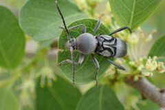 Plagionotulus westringii