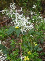 Clematis pubescens
