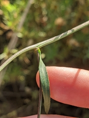 Galatella angustissima