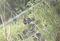 Rostratula benghalensis