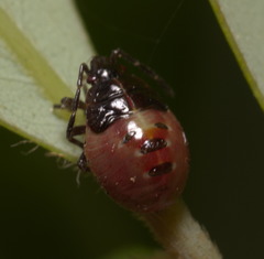 Elasmostethus nubilus