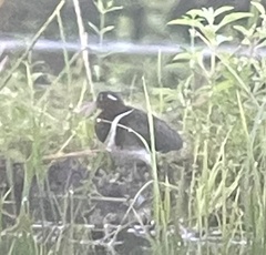 Rostratula benghalensis