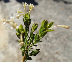 Gnidia caniflora