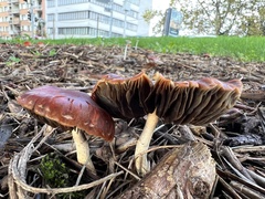 Leratiomyces