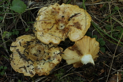 Lactarius alnicola