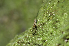 Erechthias decoranda