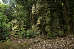 Gallirallus australis hectori