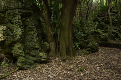 Gallirallus australis hectori