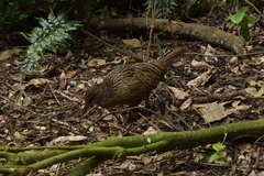 Gallirallus australis hectori
