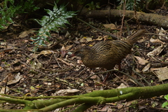 Gallirallus australis hectori