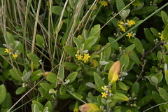 Corokia macrocarpa