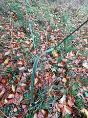 Calamagrostis epigejos