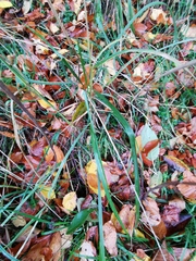Calamagrostis epigejos