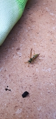Polistes dominula