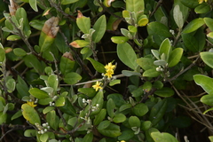 Corokia macrocarpa