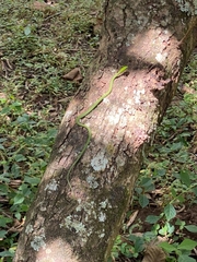 Hapsidophrys smaragdinus