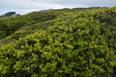 Myrsine chathamica