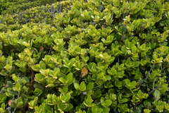 Myrsine chathamica