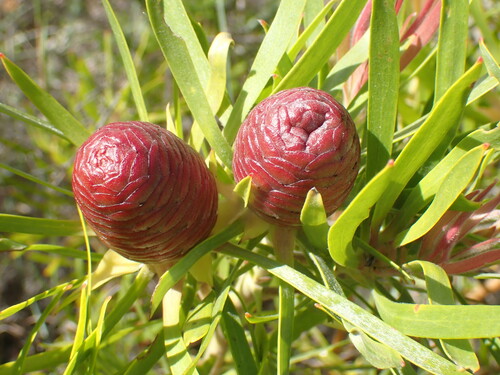Leucadendron eucalyptifolium H.Buek ex Meisn.