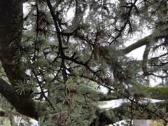 Cedrus