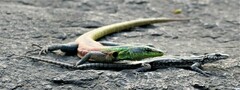 Platysaurus intermedius