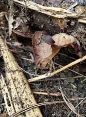 Auricularia auricula-judae