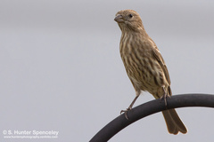 Haemorhous mexicanus