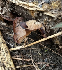 Auricularia auricula-judae