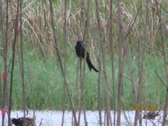 Dicrurus macrocercus harterti