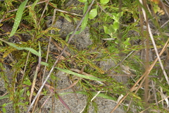 Coprosma acerosa
