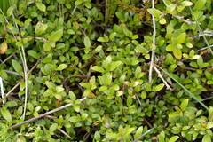 Coprosma propinqua propinqua