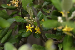 Corokia macrocarpa