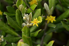 Corokia macrocarpa