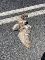 Tyto alba delicatula