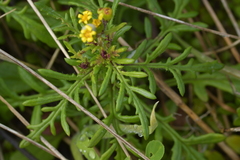 Senecio lautus